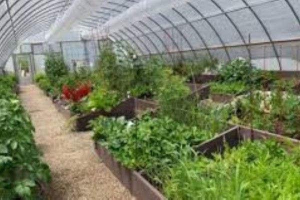 Hoophouse community garden at Fraser Valley Sports Complex with raised garden beds and growing vegetables